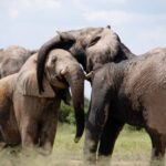 elephants, tusks, trunks-466602.jpg